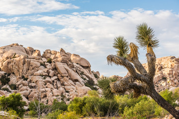 A landscape view of rocks with a single joshua tree in Joshua Tree National Park in California