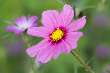 Schmuckkörbchen / Cosmos bipinnatus
