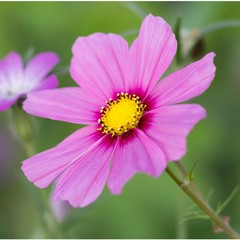 Schmuckkörbchen / Cosmos bipinnatus