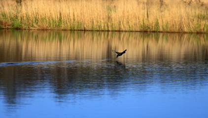Ptak, łyska ląduje na wodzie.