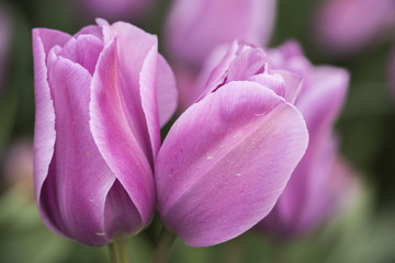Obraz premium Macro closeup of pair of purple and lilac tulips