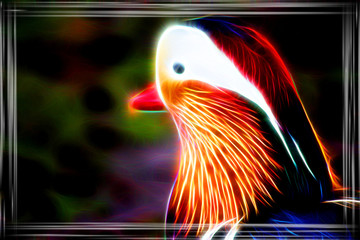 Fototapeta premium Mandarin - Ente