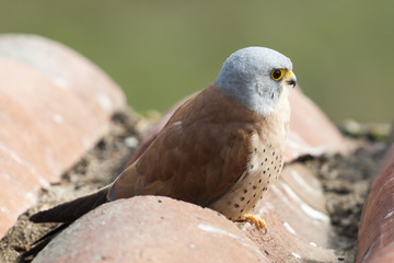 A male lesser kestrel on a roof. Extremadura (Spain).