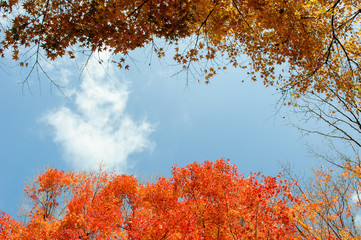 Colourful trees with clear sky.
