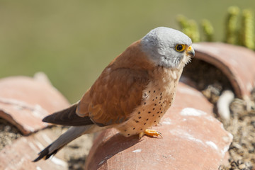 A male lesser kestrel on a roof. Extremadura (Spain).