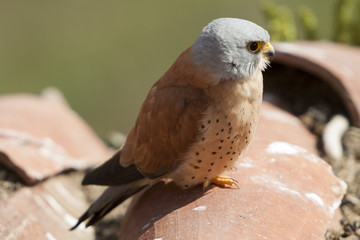 A male lesser kestrel on a roof. Extremadura (Spain).