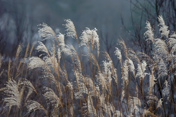 Flowers along the roadside in morning of winter.