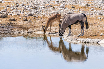 Obraz na płótnie Canvas Gemsbok and Springbok at the water pool in Etosha national park in Namibia. The park spans an area of 22,270 square kilometres and is home to hundreds of species of mammals, birds and reptiles.