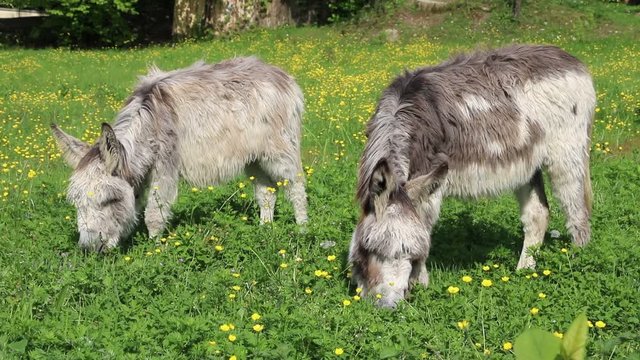 Poitou donkey eats on a Marsh marigolds spring meadow 