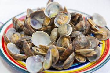 Clams