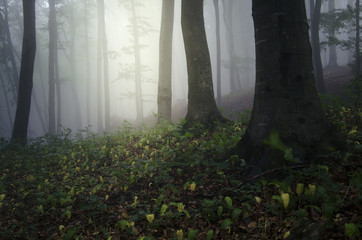 misty forest in summer