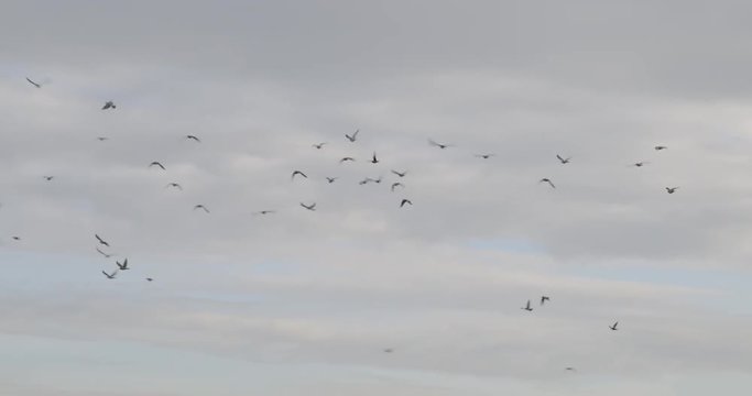 Pigeons flying in the skies over Los Angeles, California.  Power cables and mountains in background.  Early morning. Originally recorded in 4K DCI at 60fps.