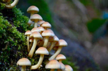 Tiny orange mushrooms growing on a tree stump in a Flemish forest