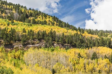Golden Aspen Forest in the San Juan Mountains in Colorado
