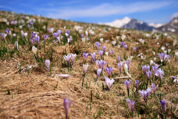 Primavera in Lessinia
