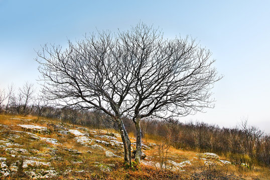 Cold landscape in Dobrogea Gorge Reserve, Romania