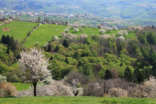 Primavera in Lessinia