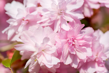 Fototapeta na wymiar Sakura. Cherry Blossom in Springtime. Beautiful Pink Flowers