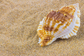 seashells on sand beach