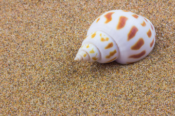 seashells on sand beach