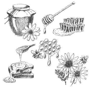 vector honey elements set. hand drawn jar, spoon, stick, cells, camomile. ink sketch of organic nature products