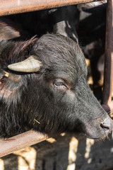 black cow closeup on a farm