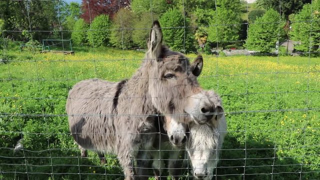 Curious donkeys on green meadow in Italy 
