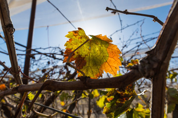 Obraz premium landscape of vineyards