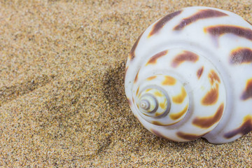 seashells on sand beach