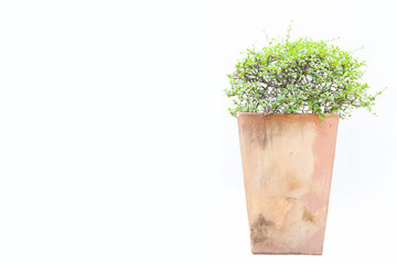 Garden Planter with fukien tea plant isolated on white backgroun