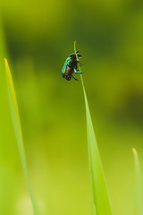 The may beetle in the natural environment on the green grass