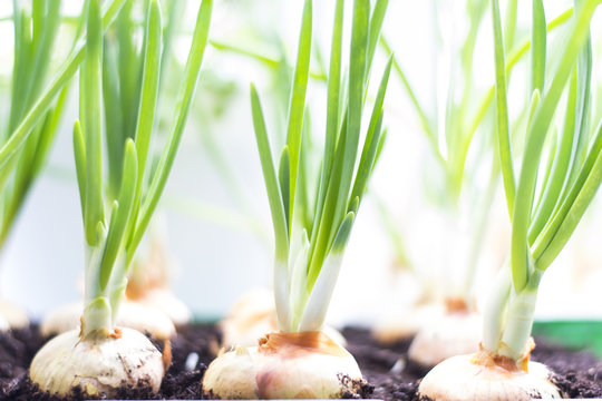 green onions in the ground