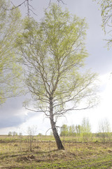 lone birch tree