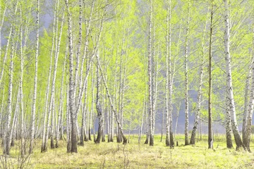 Peel and stick wall murals spring birch forest