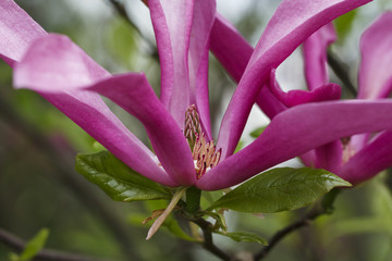 magnolia detail