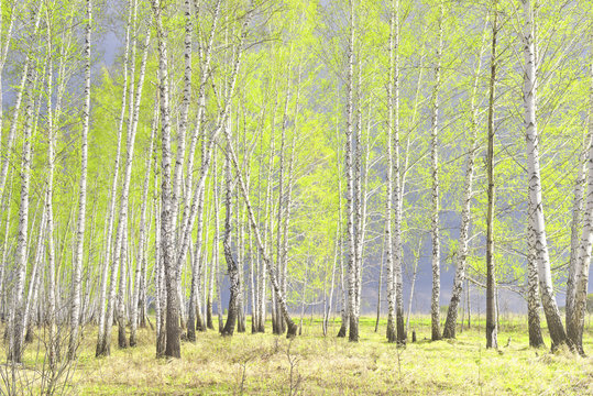 Fototapeta spring birch forest