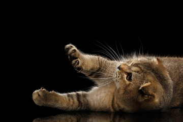 Fototapeta na wymiar Scottish fold Cat Lying and Playful Raising up Paws Isolated on Black Background