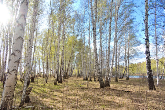 Fototapeta spring birch forest