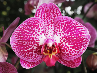 beautiful fresh vanda orchid flowers