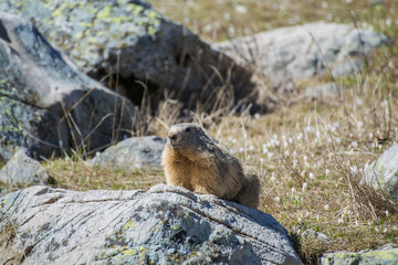 Marmotta