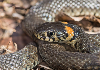 Grass snake close