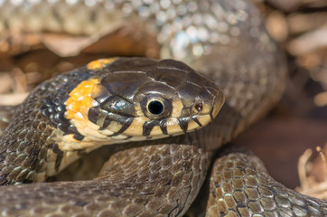 Grass snake close