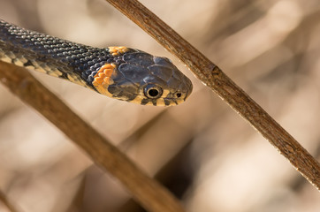 Grass snake close