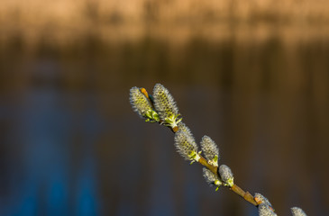  flowers branch  willow