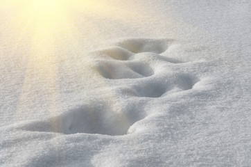 Footprints in the snow