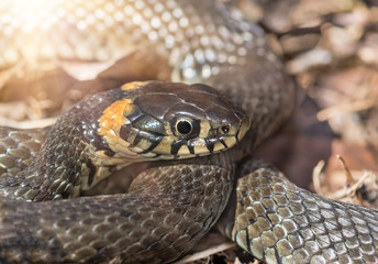 Grass snake close