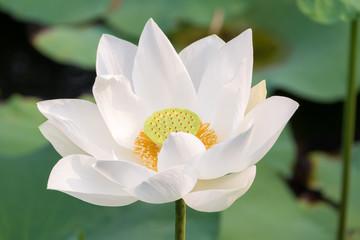 White lotus flower