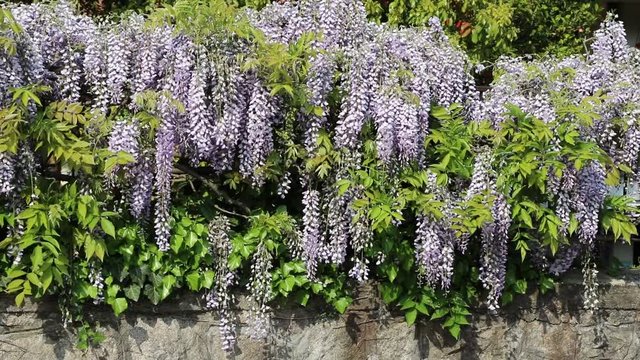 Japanese wisteria blooms in the garden in spring