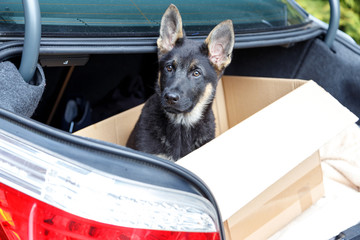 deutscher schäferhund welpe in kofferraum