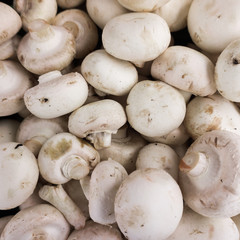fresh champignons. Champignon mushrooms  background